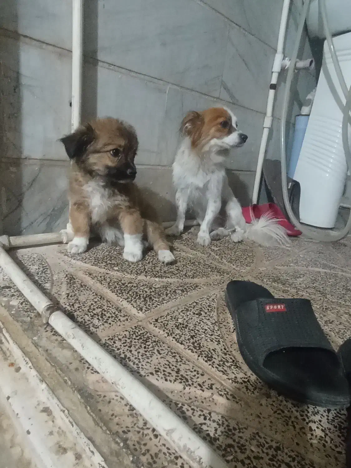 سگ پامر روباهی|سگ|ورامین, ورامین|دیوار