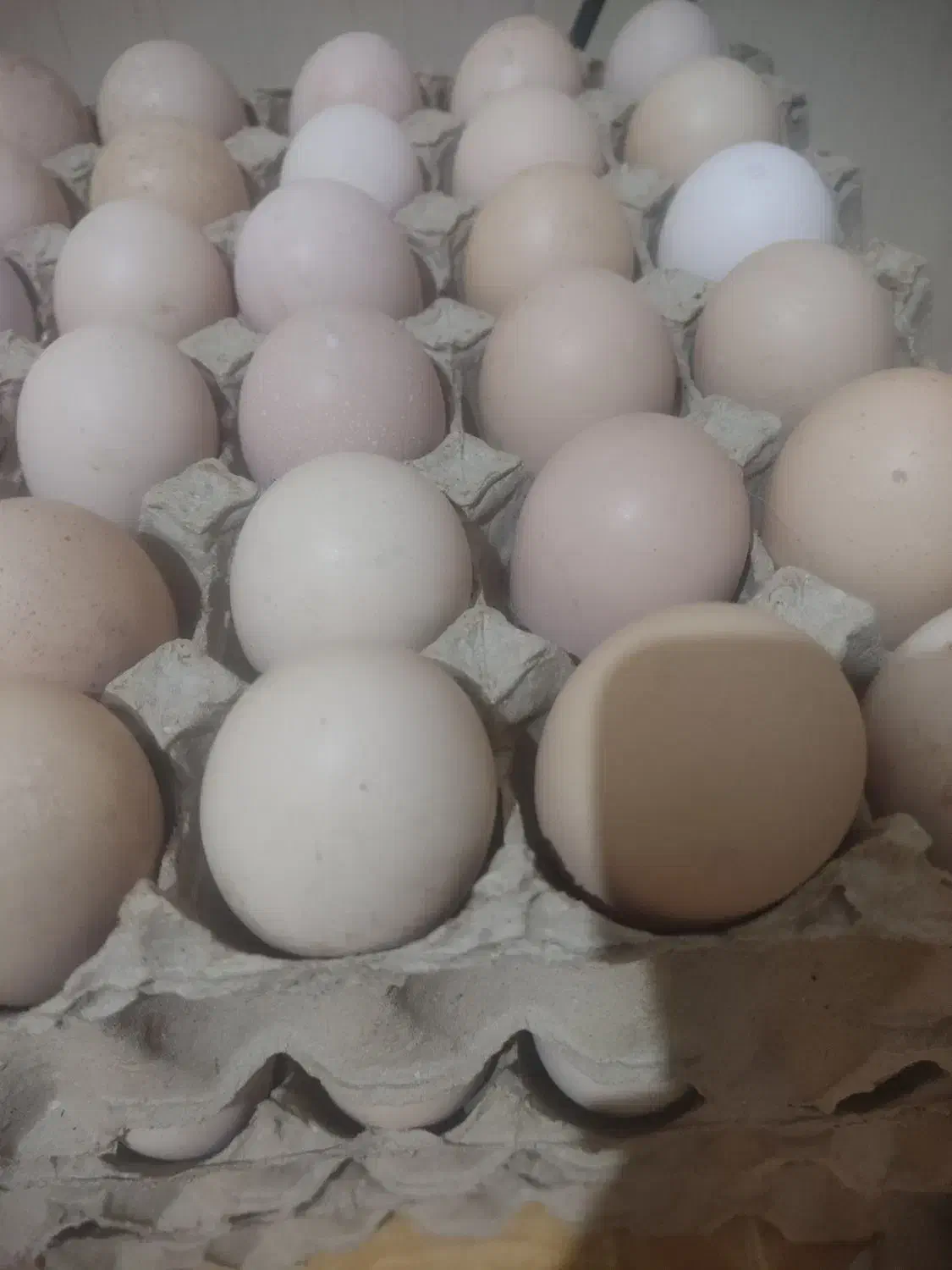 تخم مرغ محلی نطفه دار|حیوانات مزرعه|شیراز, شهرک صنعتی شیراز|دیوار