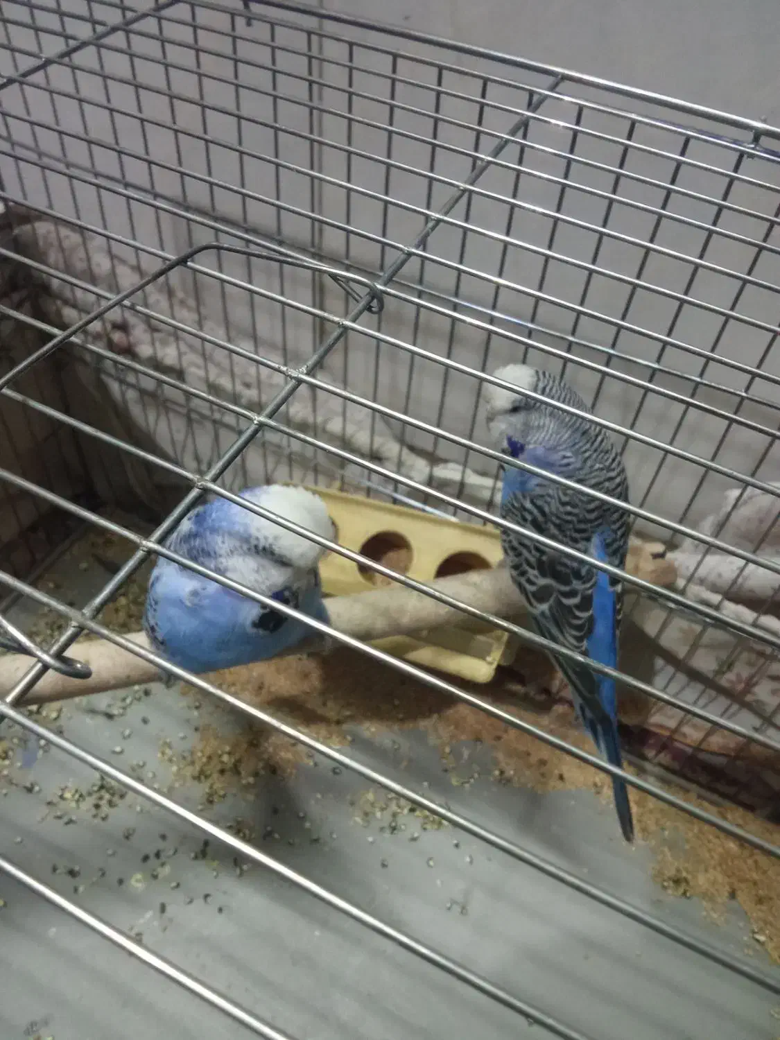 مرغ عشق انگلیسی|پرنده|نجفآباد, امیرآباد|دیوار