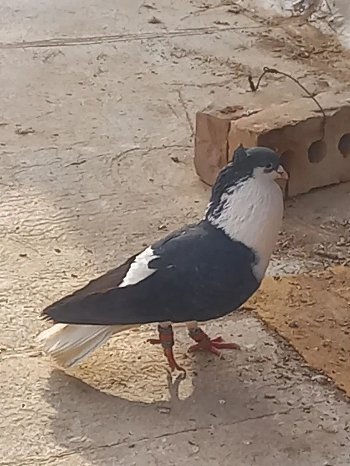 ساده سیاه شیرازی|پرنده|پاکدشت, شهرک امام رضا|دیوار