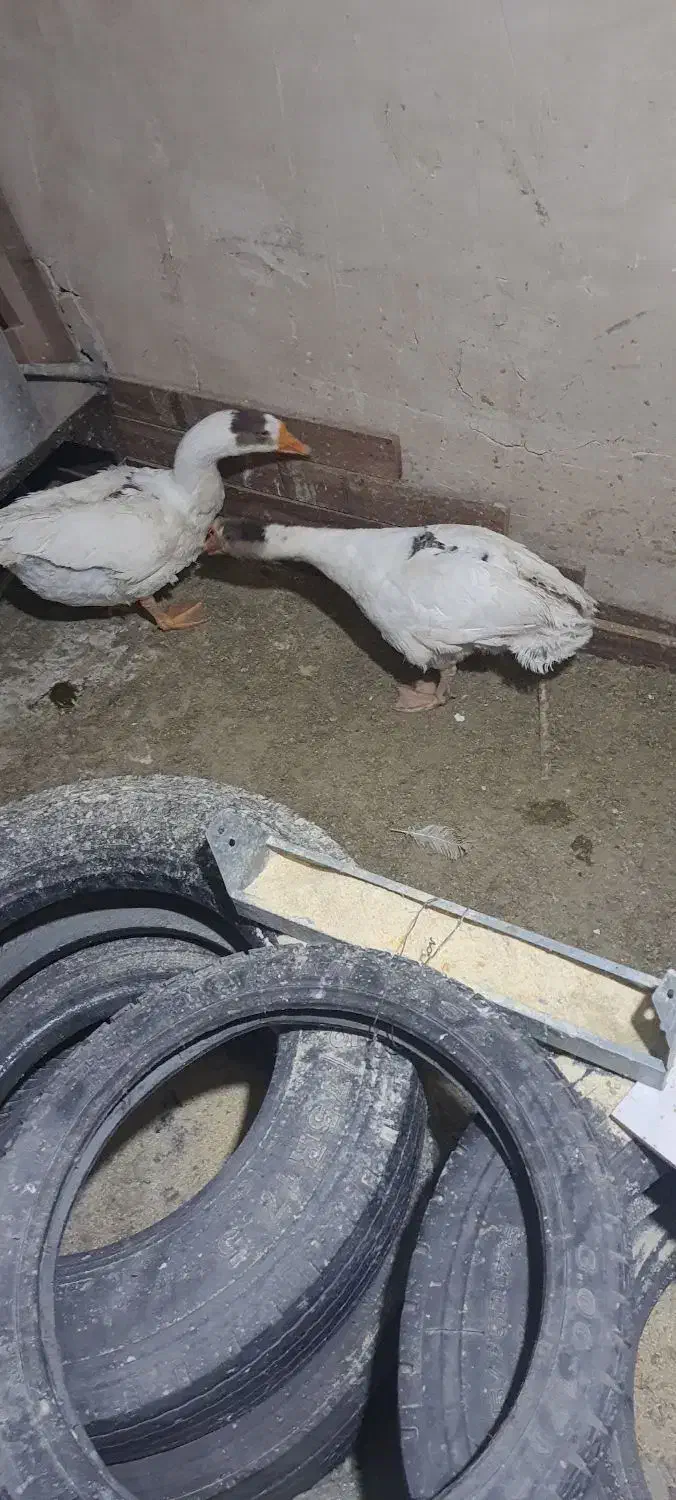 غاز|حیوانات مزرعه|مرند, |دیوار