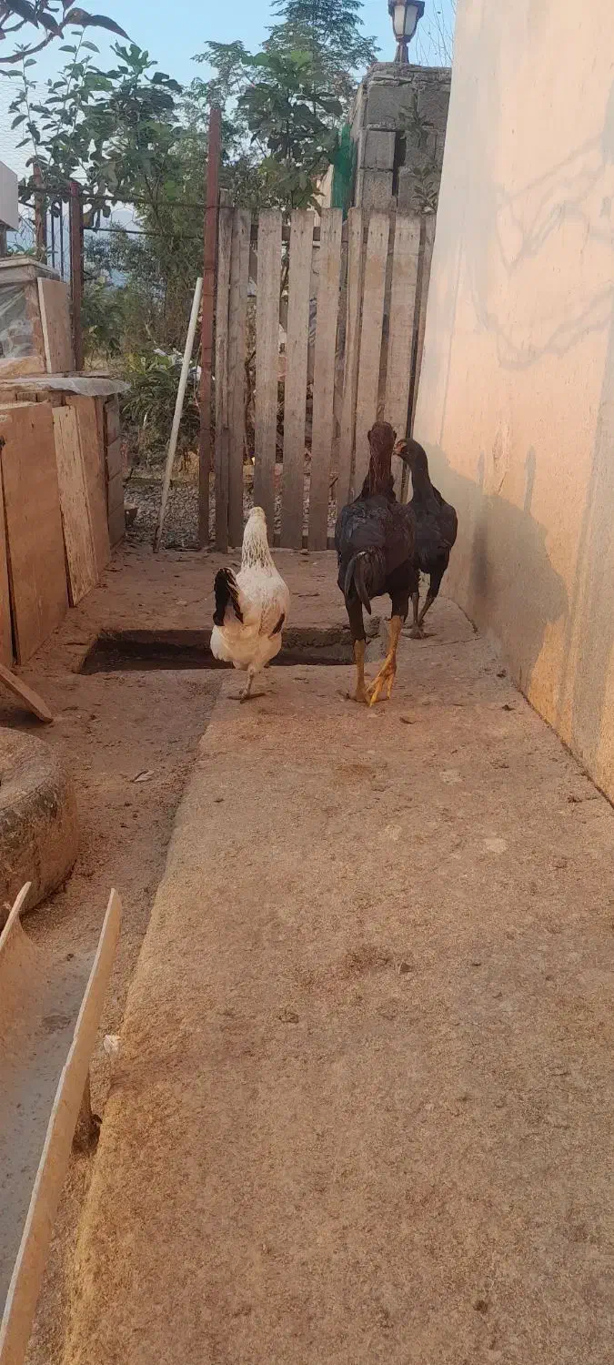 جوجه لاری|حیوانات مزرعه|ماسال, |دیوار