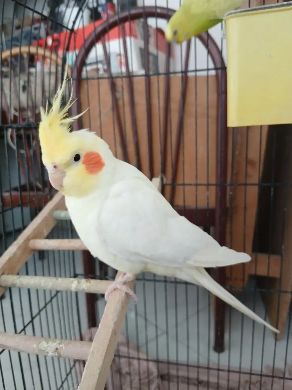 پرنده های خوب|پرنده|بومهن, |دیوار