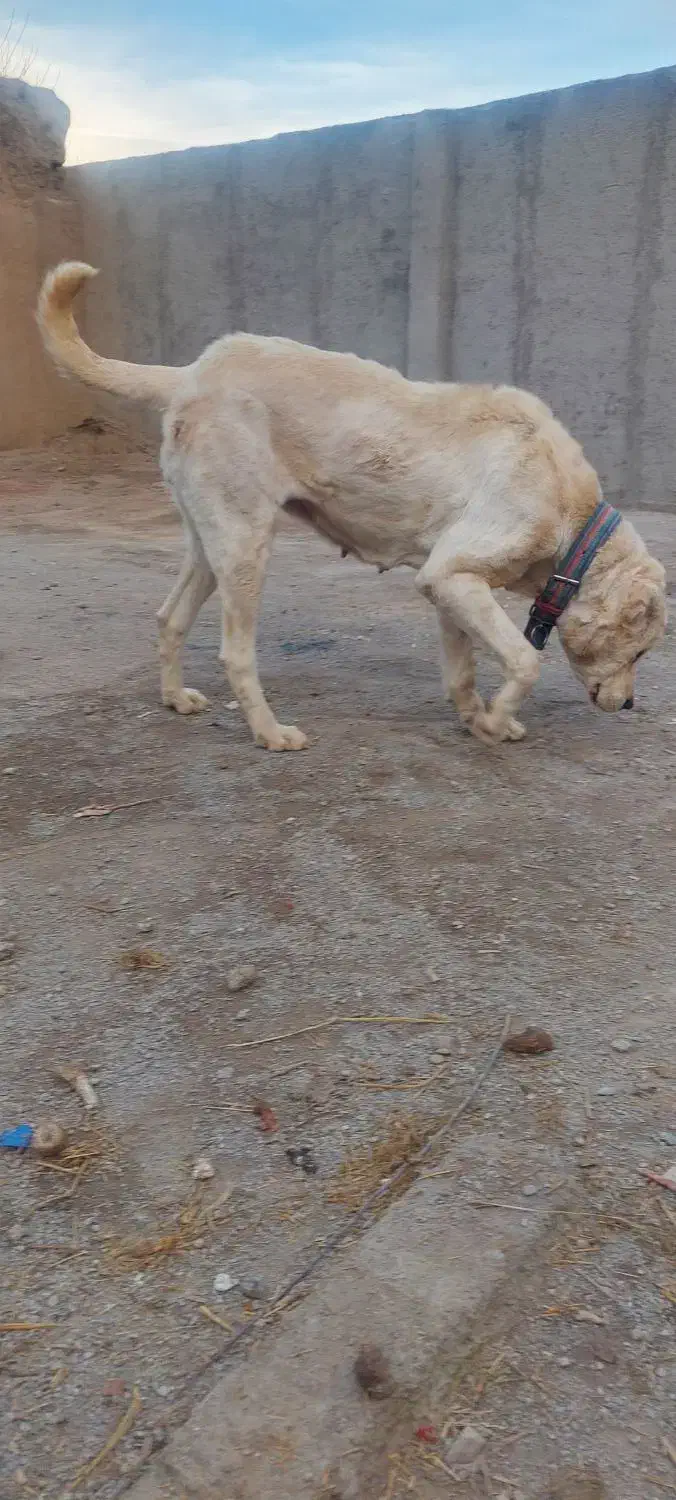 سگ ماده|سگ|نیشابور, ده حلاج|دیوار