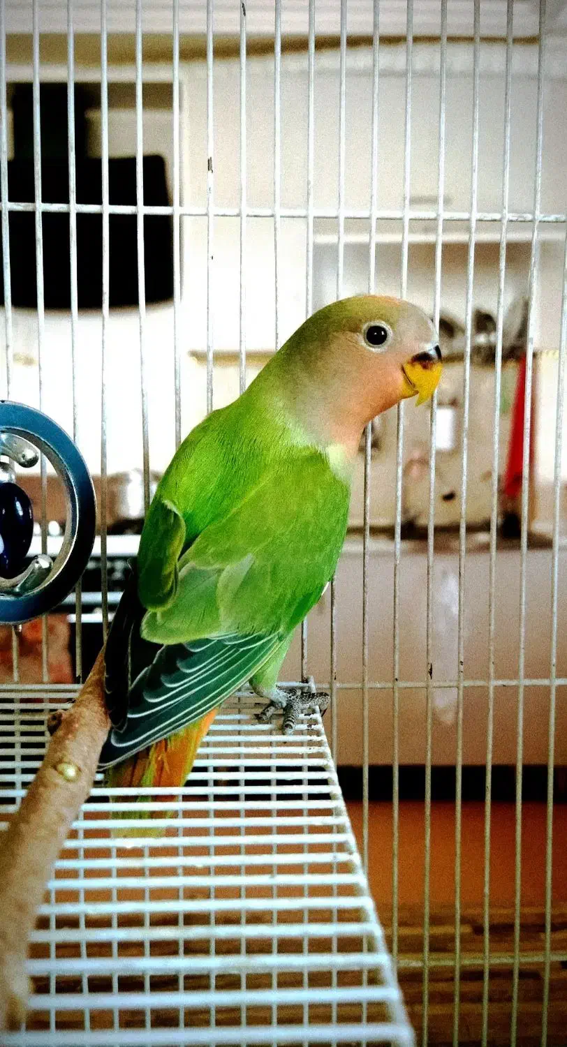 طوطی برزیلی کوتوله برزیلی|پرنده|رباط‌کریم, نصیرشهر|دیوار