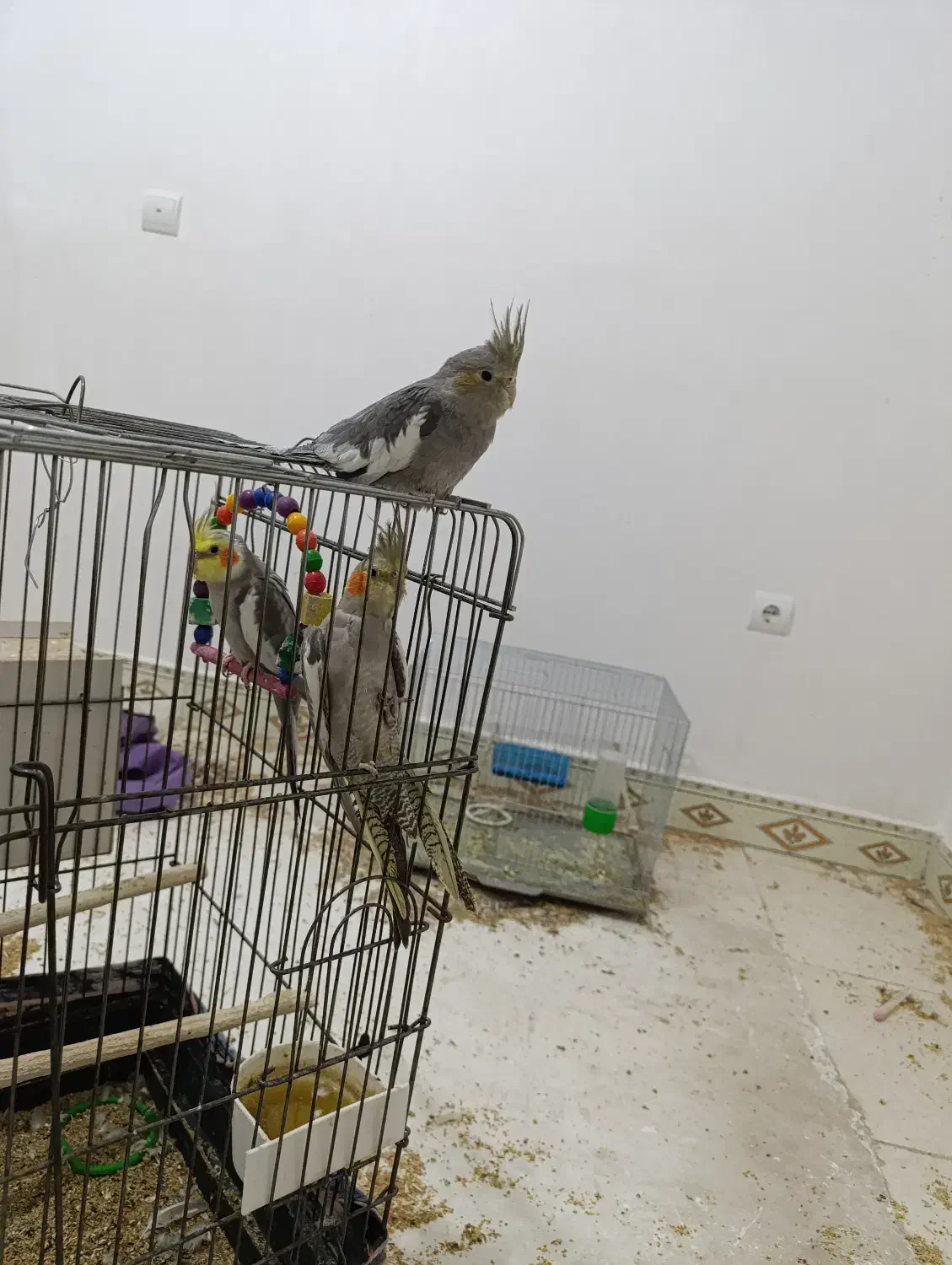 هر جفت عروس هلندی مولد به شرط فقط یک ونیم|پرنده|میانه, |دیوار