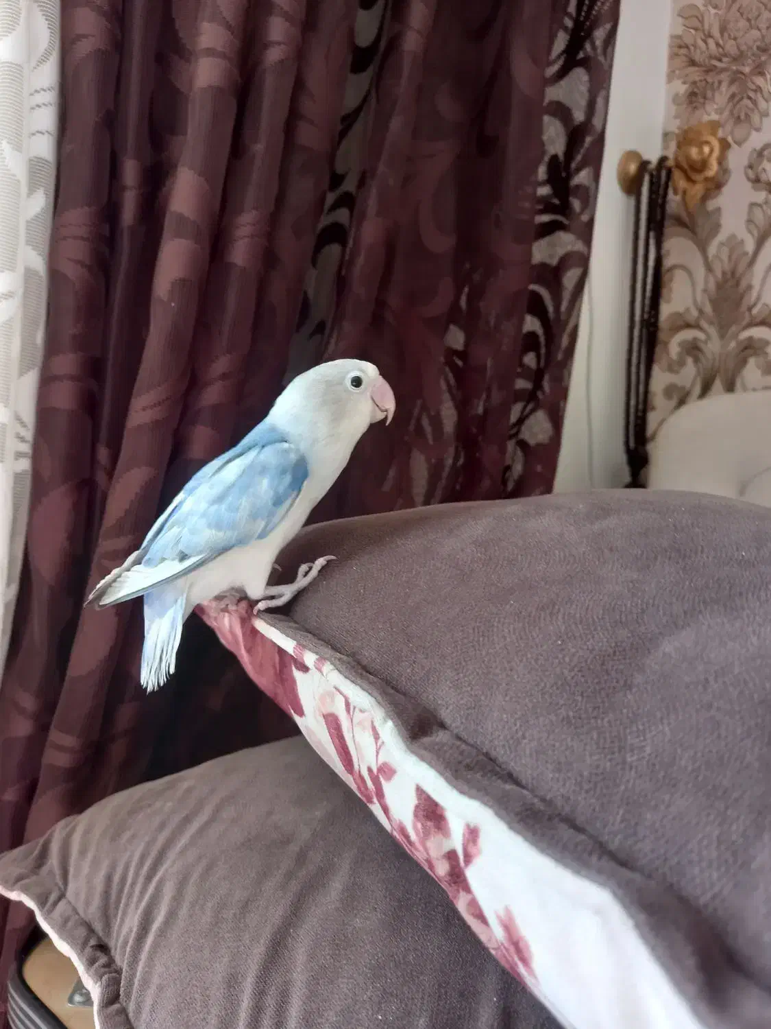 طوطی برزیلی ماده|پرنده|شاهرود, |دیوار