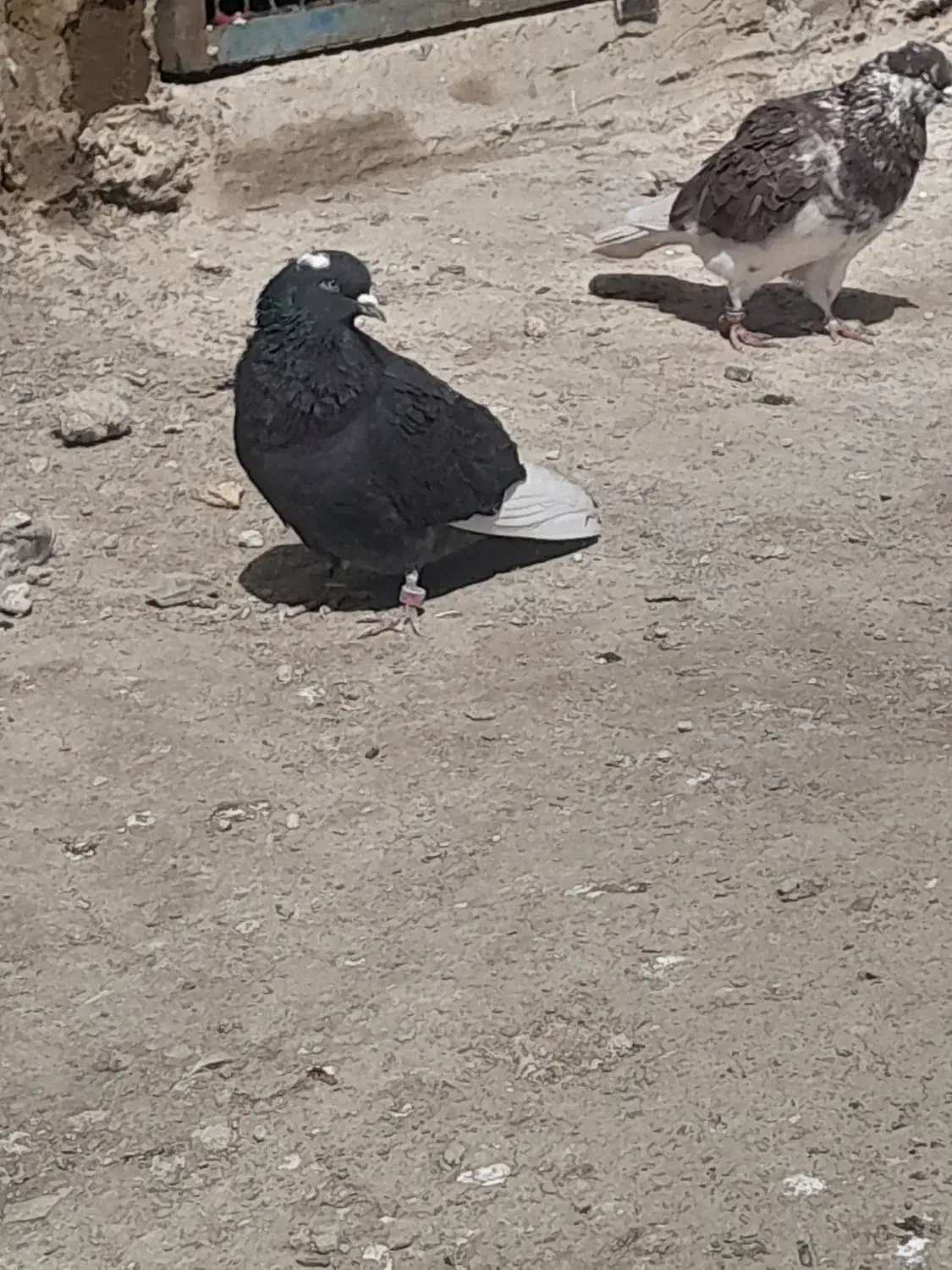 گمشده|پرنده|پاکدشت, پاکدشت (مامازند)|دیوار