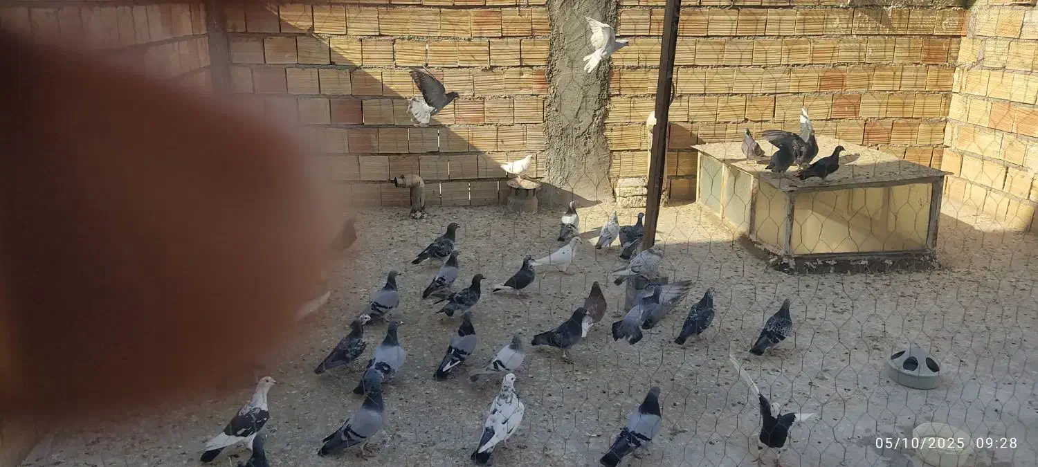 بیست جفت کبوتر پرورشی سالم و جوان|پرنده|میانه, |دیوار