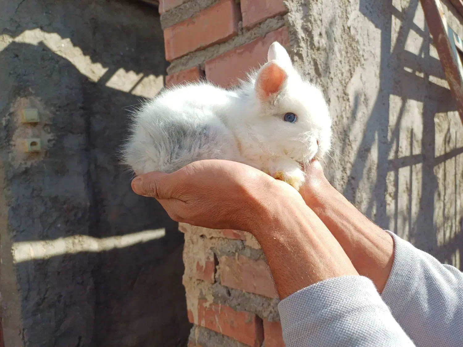 خرگوش|موش و خرگوش|کرمان, |دیوار