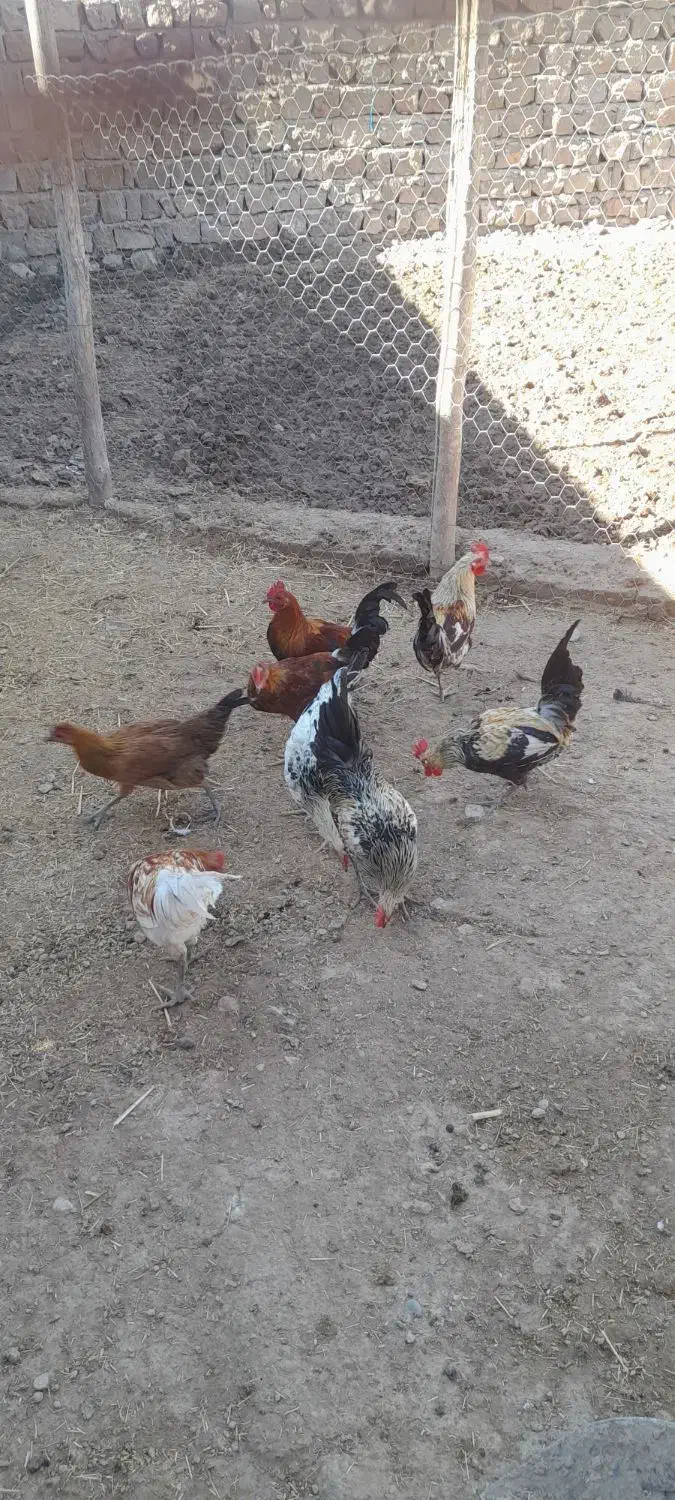 ۸ عدد خروس ۶ ماهه|حیوانات مزرعه|پلدختر, |دیوار