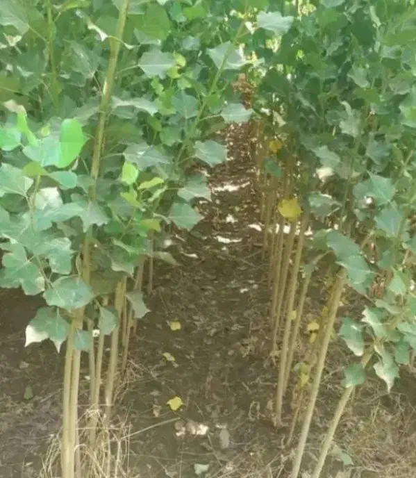 نهال صنوبر نیگرا ، درخت صنوبر، گلخانه نهالستان|گل و گیاه طبیعی|مشهد, خواجه ربیع|دیوار