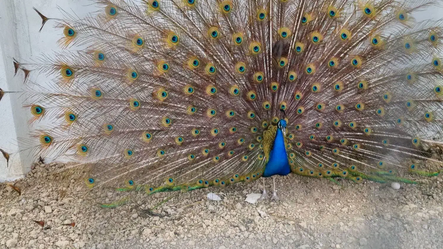 جوجه طاووس|پرنده|فرح آباد, |دیوار