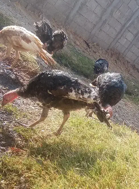 چند عدد بوقلمون ماده نر قاطی|حیوانات مزرعه|باروق, |دیوار