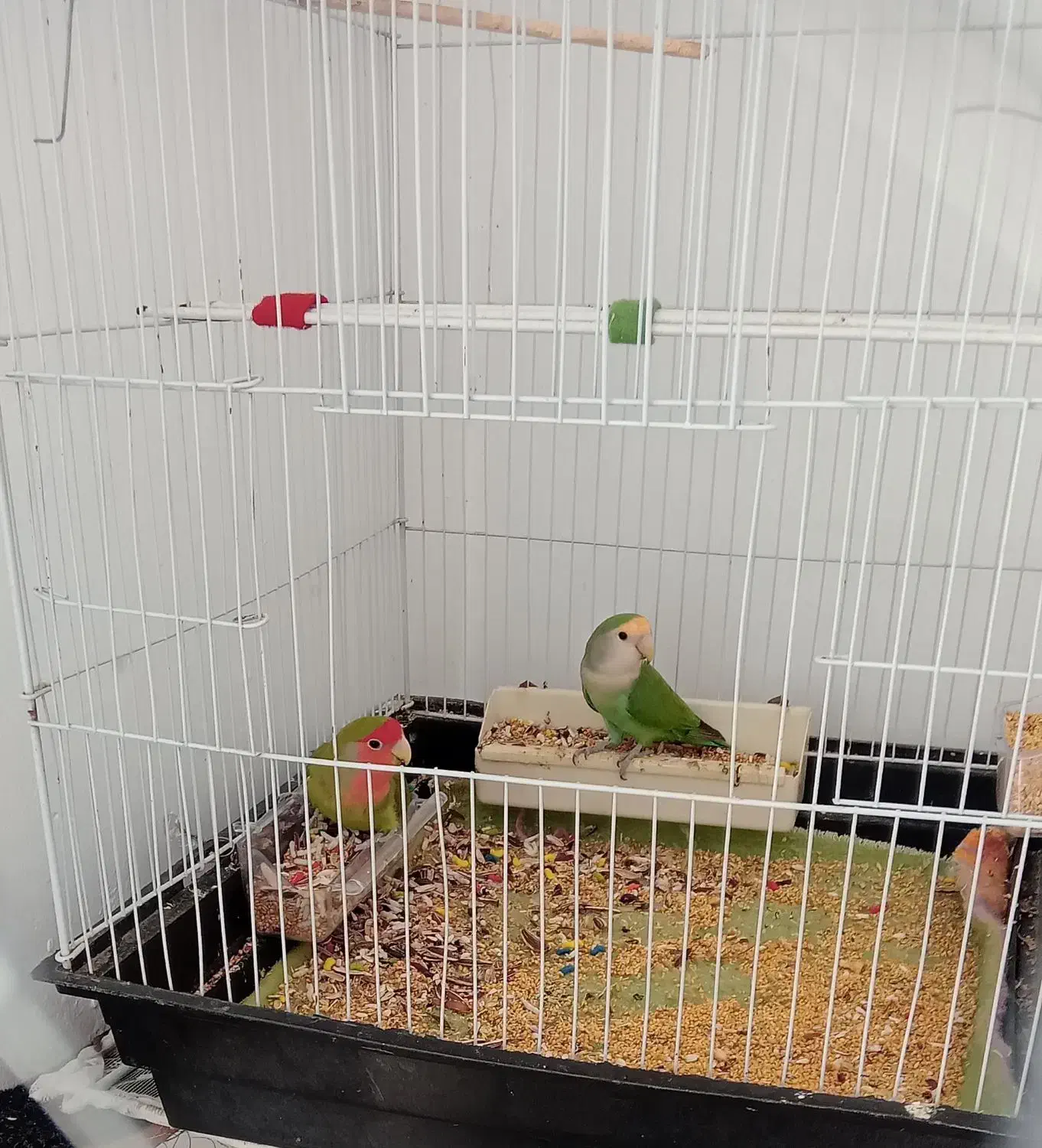 کوتوله برزیلی|پرنده|کردکوی, |دیوار