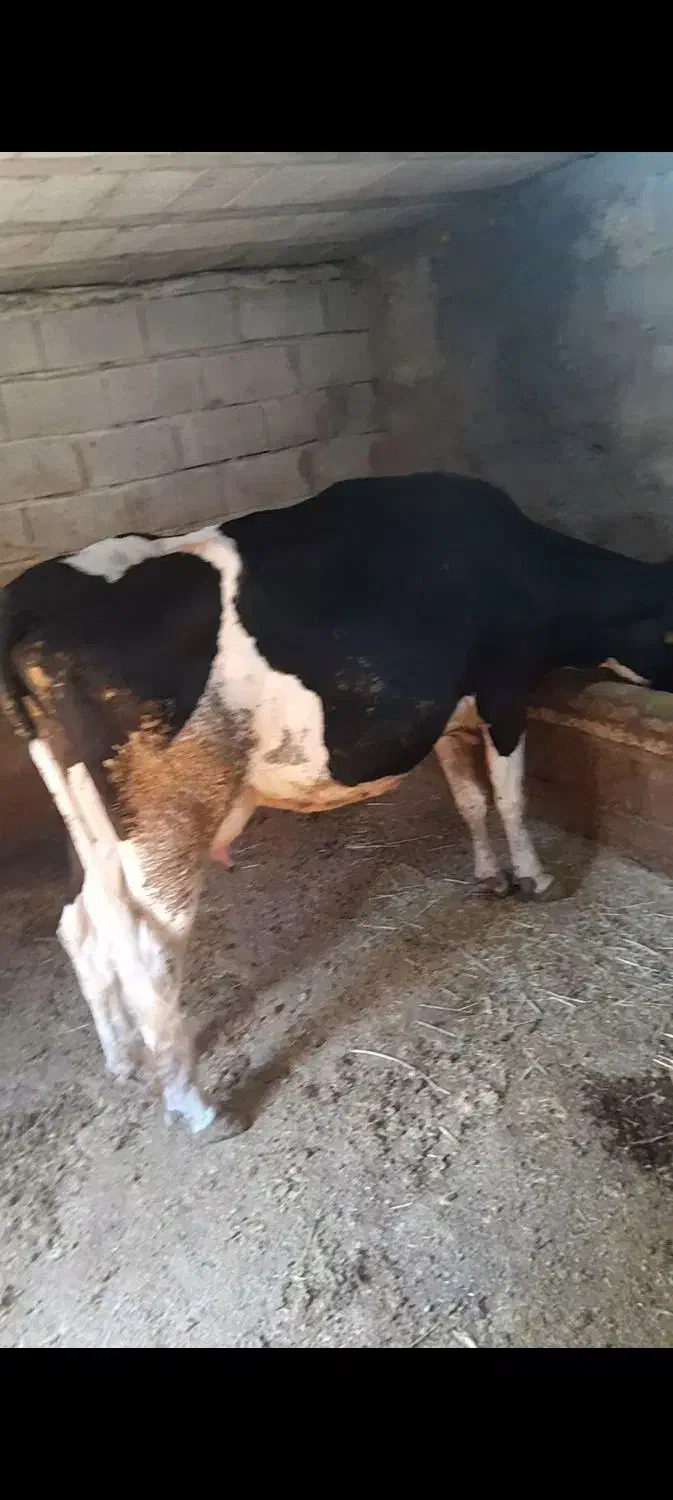 گاو و گوساله|حیوانات مزرعه|پاتاوه, |دیوار