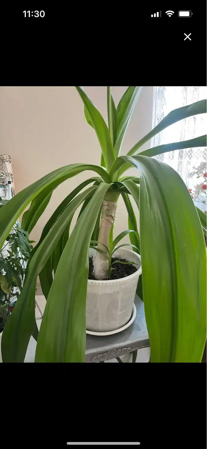 گل های شاداب|گل و گیاه طبیعی|شیراز, لاله|دیوار