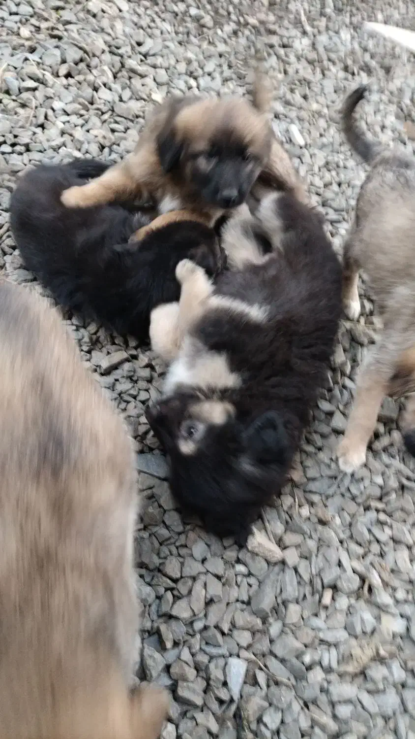 واگذاری ژرمن|سگ|چابکسر, |دیوار