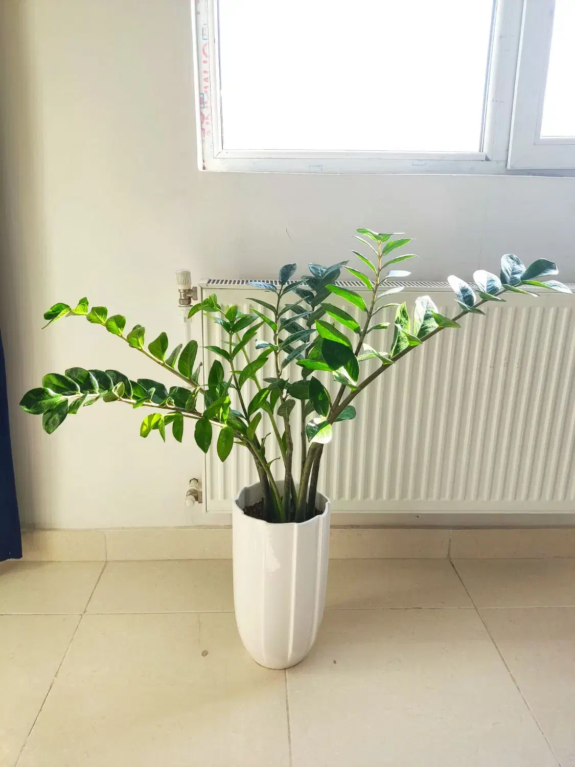 زاموفیلیا سبز غول|گل و گیاه طبیعی|ارومیه, |دیوار