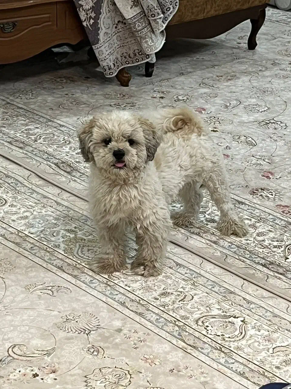 سگ گمشده (نر می‌باشد)|حیوانات|تربت جام, جامی|دیوار