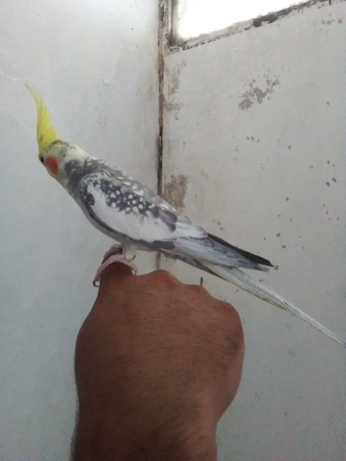 پرنده|پرنده|چمستان, |دیوار