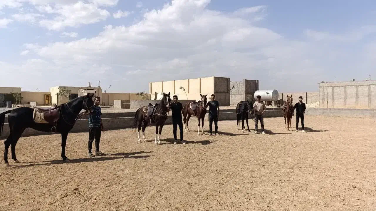 مجموعه پرورش اسب|اسب و تجهیزات اسبسواری|شاهینشهر, گرگاب|دیوار