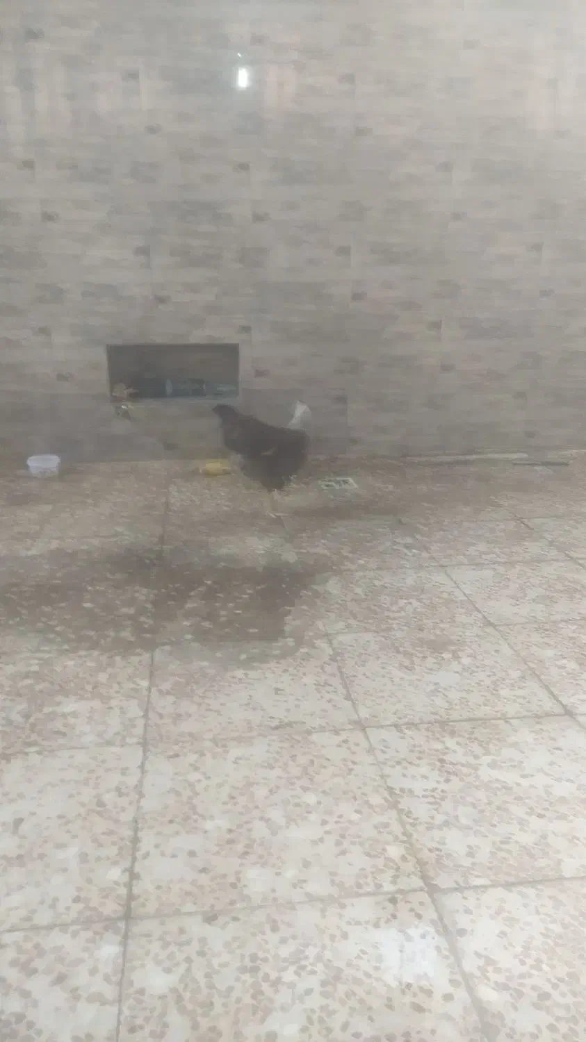 مرغ خانگی شوتی|پرنده|اندیمشک, |دیوار