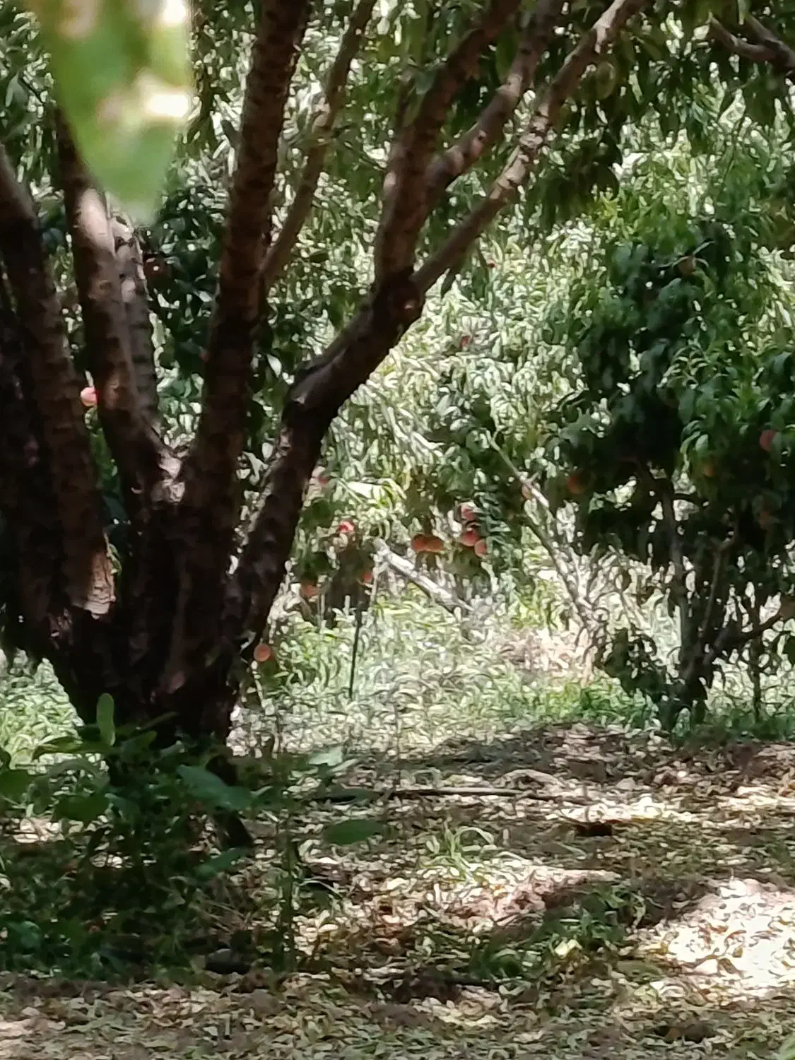 سه جریب عمان|فروش دفتر صنعتی، کشاورزی، تجاری|سامان, |دیوار