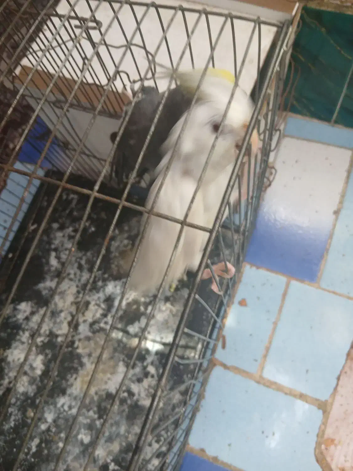 عروس هلندی|پرنده|اندیمشک, |دیوار