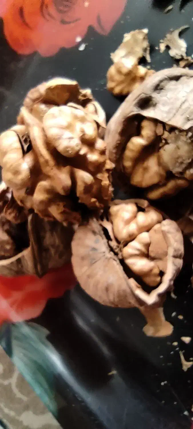 گردو ایرانی|خوردنی و آشامیدنی|شیراز, انجیره|دیوار