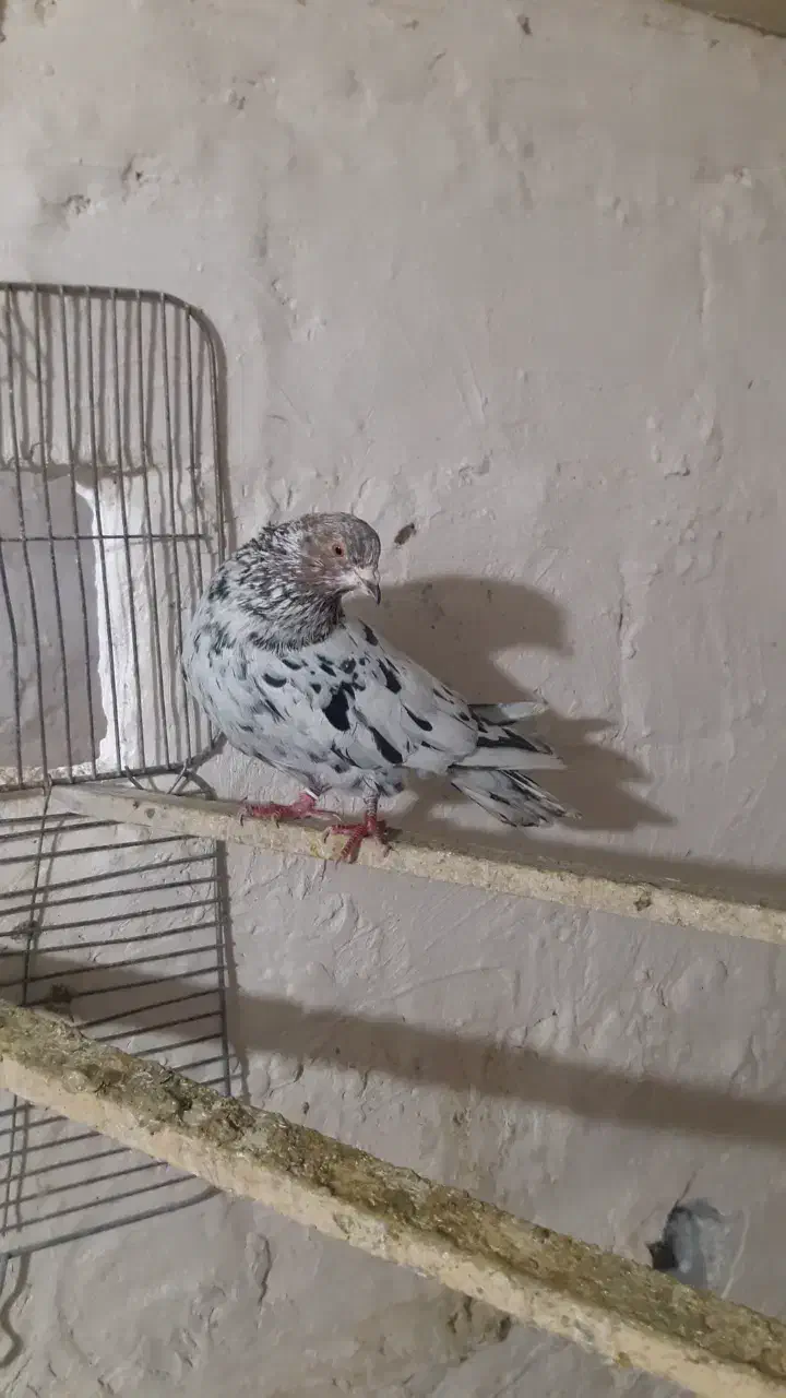 کبوتر سرور گرفتنی|پرنده|سلماس, |دیوار