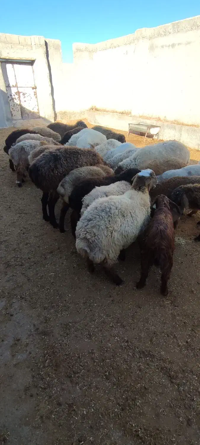 بره نر ماده چاق|حیوانات مزرعه|بجنورد, |دیوار