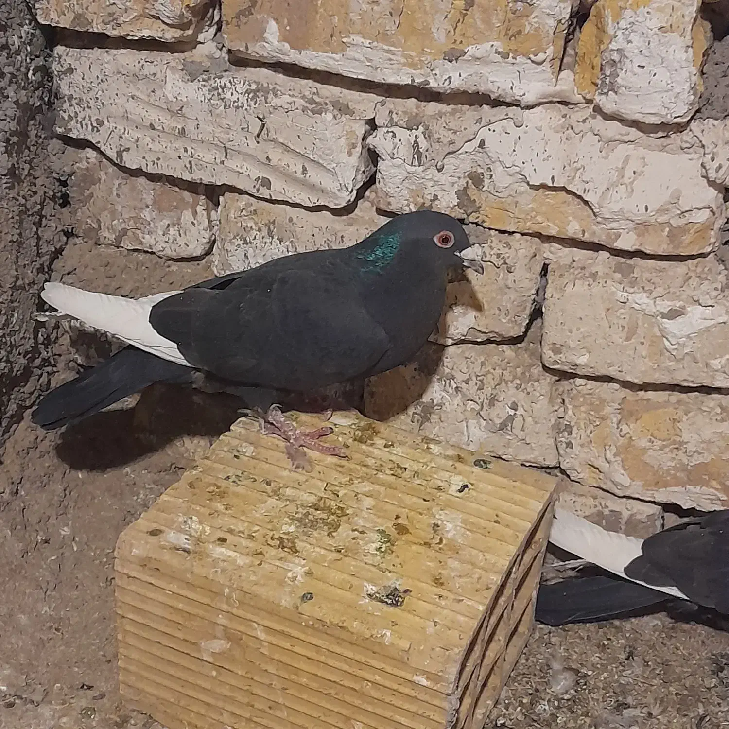 یک جفت قارا نشاد خوب پرشی پرشی چشم قرمز خون|پرنده|اقبالیه, |دیوار