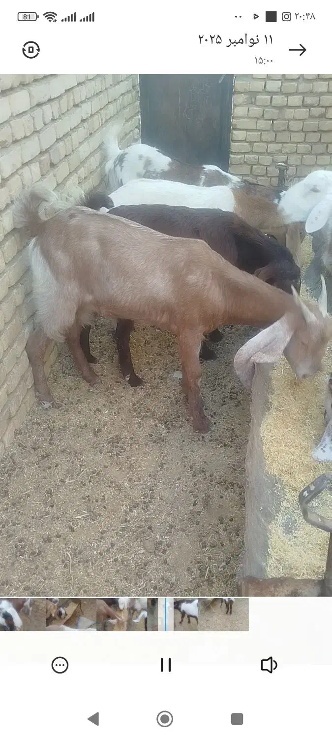 کولار فروشی|حیوانات مزرعه|بردسکن, |دیوار