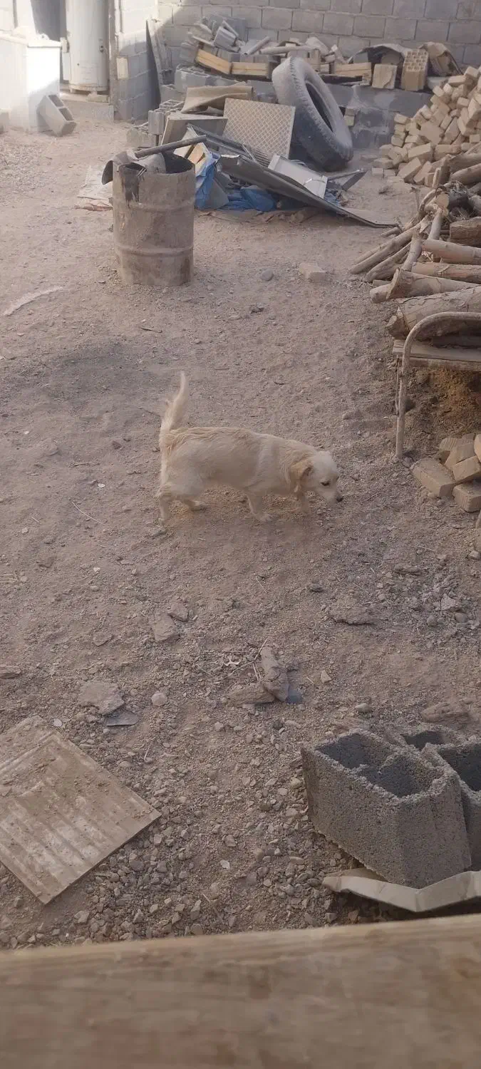 سگ پاکوتاه|سگ|طبس, |دیوار