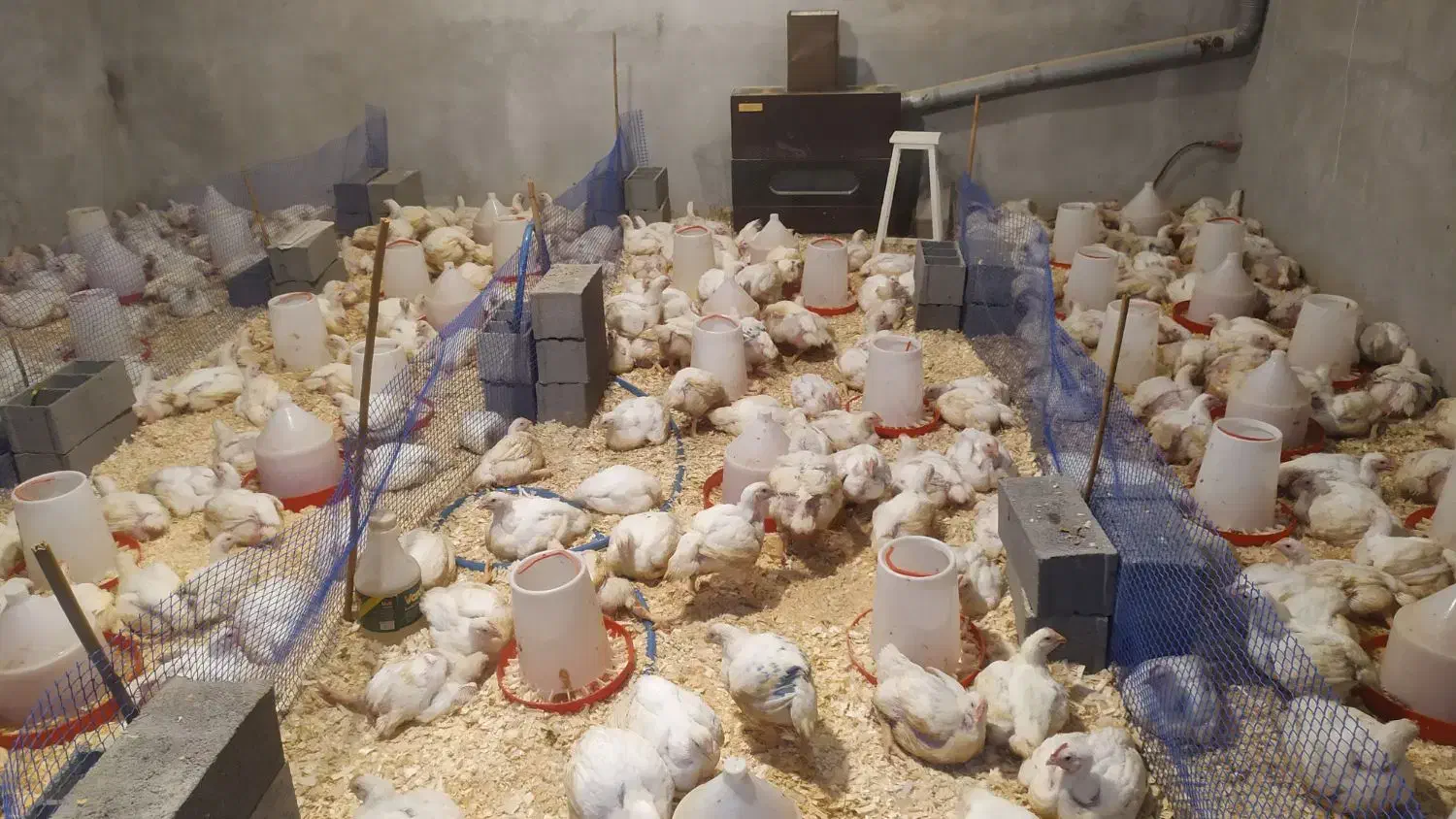 مرغ سبز ارگانیک|حیوانات مزرعه|بابلسر, |دیوار