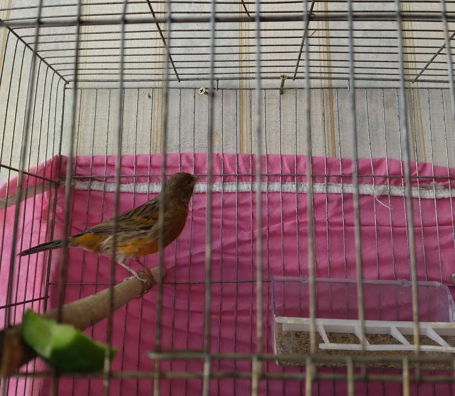 تعدادی قناری نر و ماده|پرنده|شیراز, زرهی|دیوار