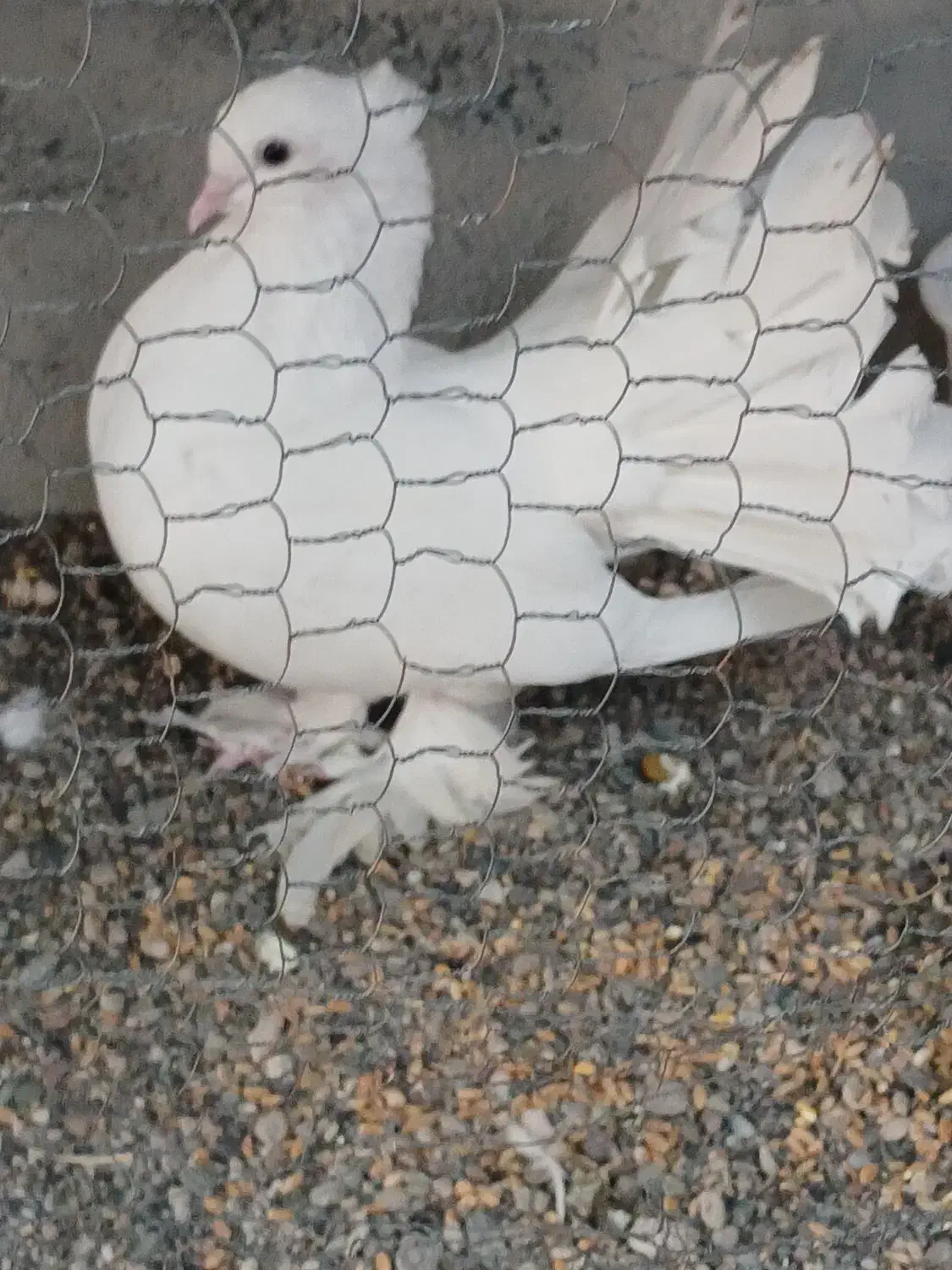 کفتر نقش|پرنده|میناب, |دیوار