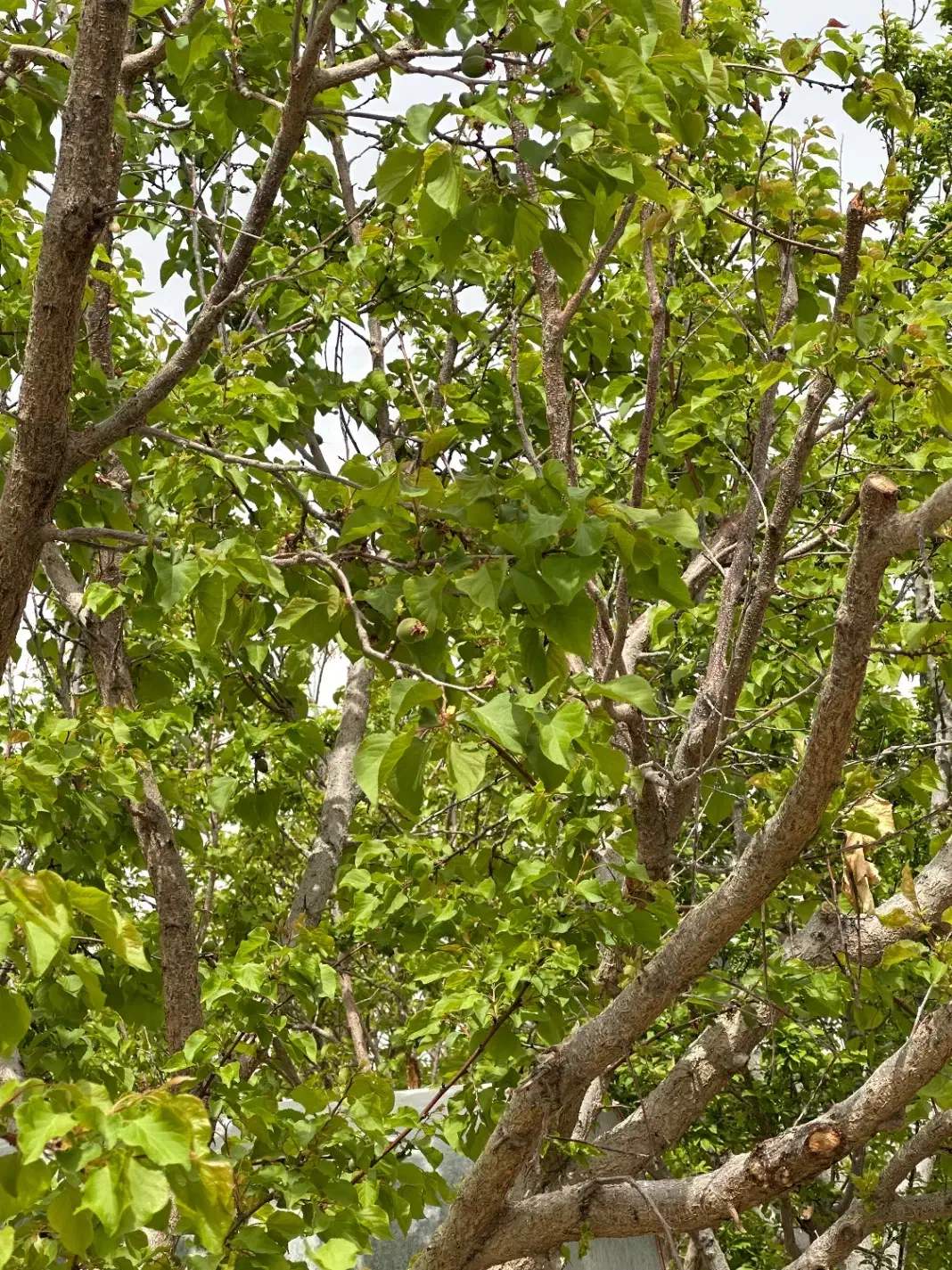 فروش دو قطعه باغ در صحرای نبادان ابرکوه|فروش زمین و ملک کلنگی|ابرکوه, |دیوار