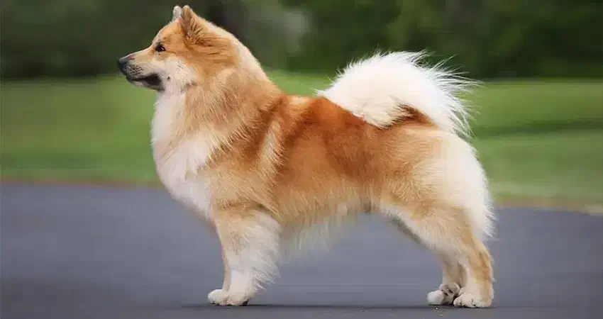 سگ پیدا شده ه ه ه ه ه|حیوانات|اراک, |دیوار