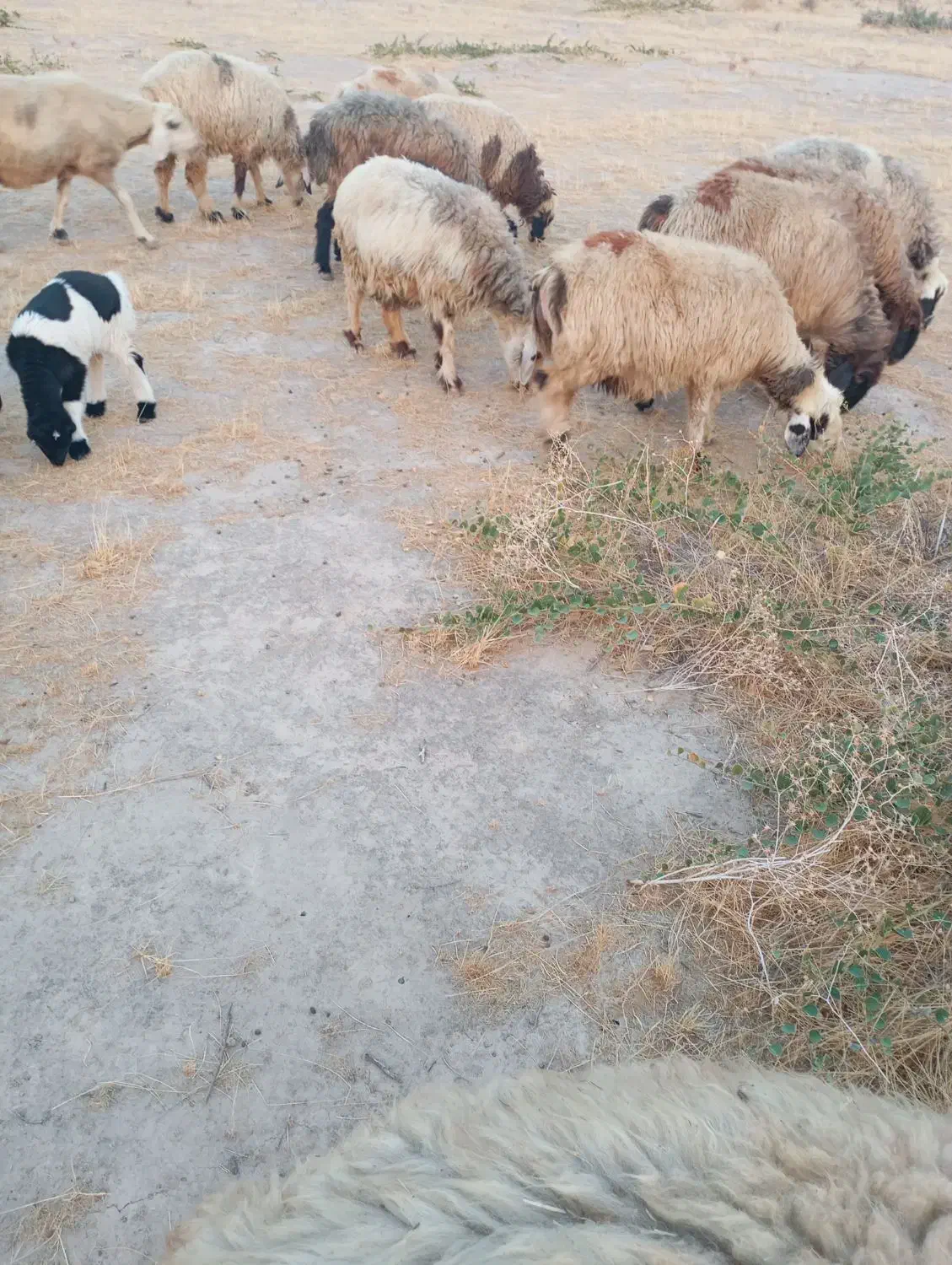 15 راس میش داشتی|حیوانات مزرعه|جره و بالاده, |دیوار