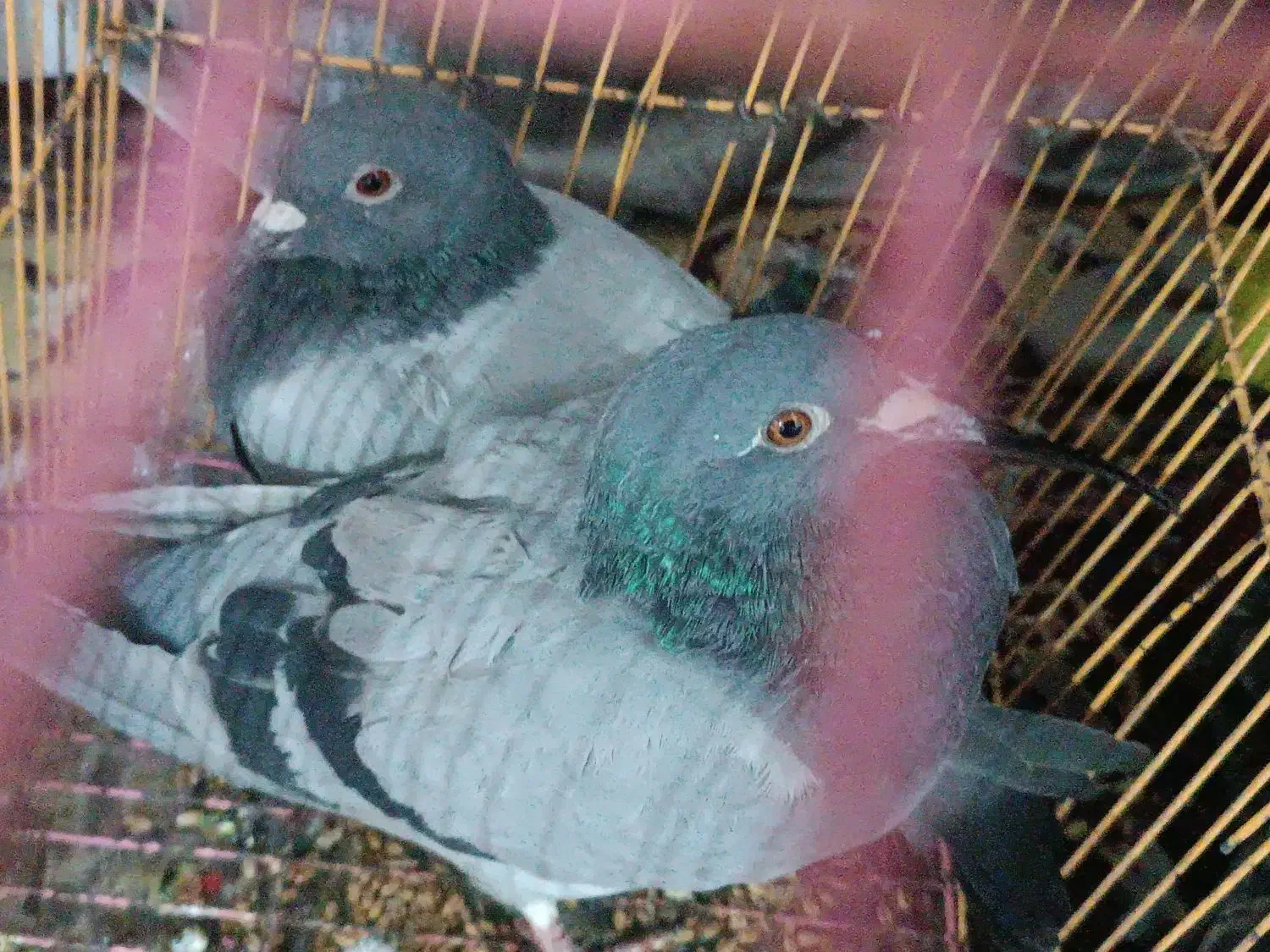 کفتر پولکی سبز|پرنده|سلامی, |دیوار