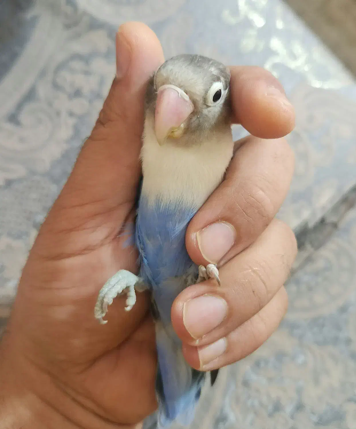 کوتوله برزیلی ماده|پرنده|مبارکه, |دیوار