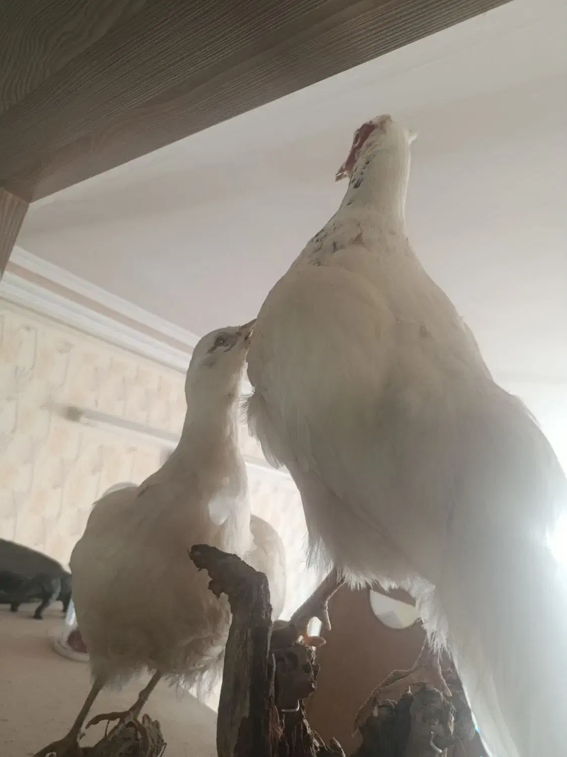 مجسمه پرنده زیبا|صنایع دستی و سایر لوازم تزئینی|مشهد, ایثارگران|دیوار