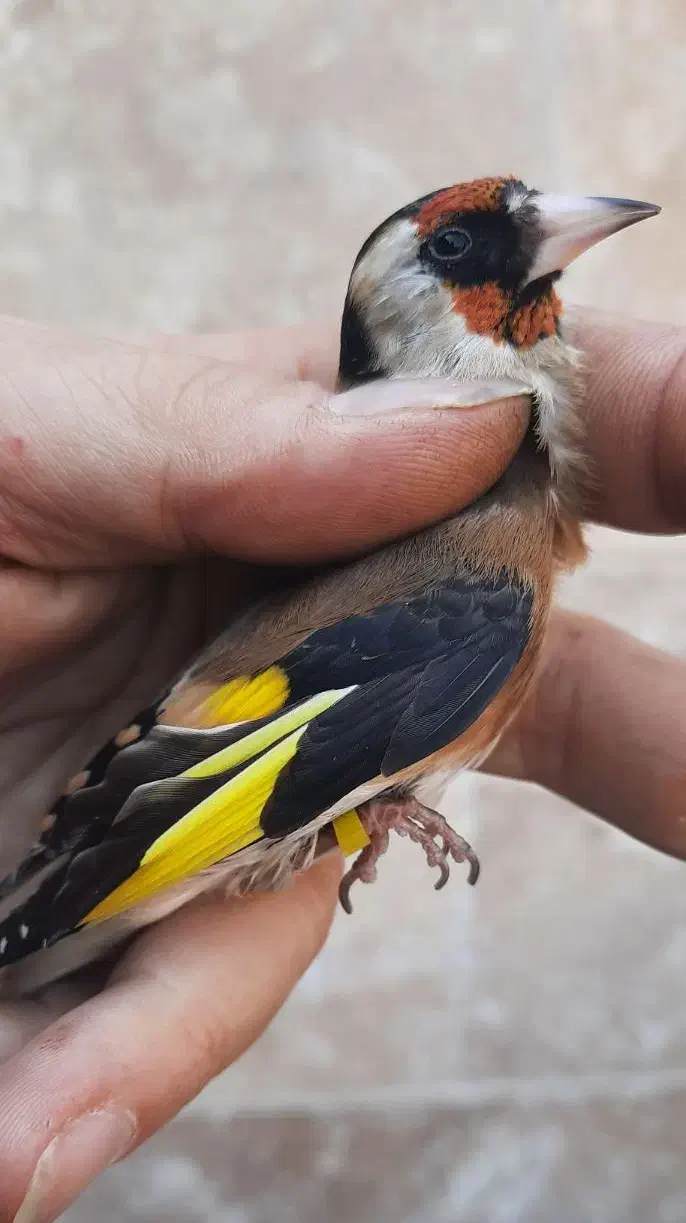 سهره نر خرم آباد|پرنده|فردیس, شهرک راه آهن|دیوار