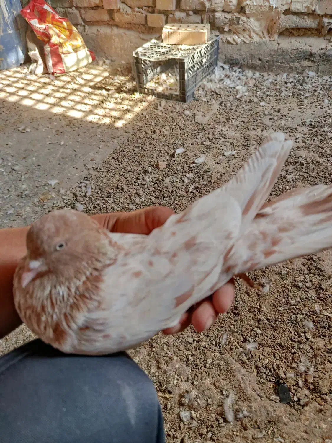 4عددکبوتردوری|پرنده|حمیدیه, |دیوار