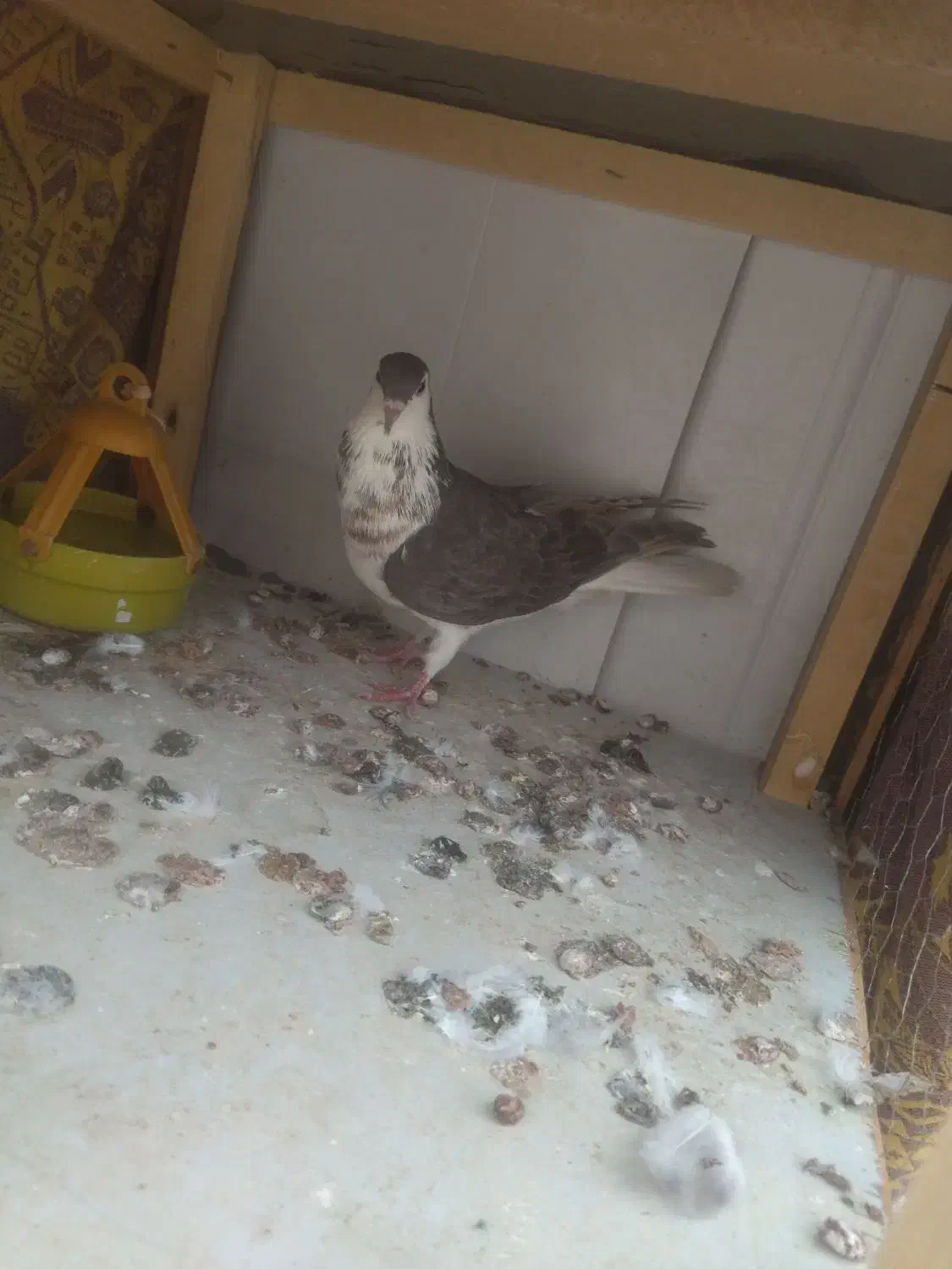 صدها|پرنده|سبزوار, مدرس|دیوار