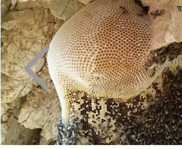 روغن گوسفندی درجه ۱|خوردنی و آشامیدنی|بافق, |دیوار