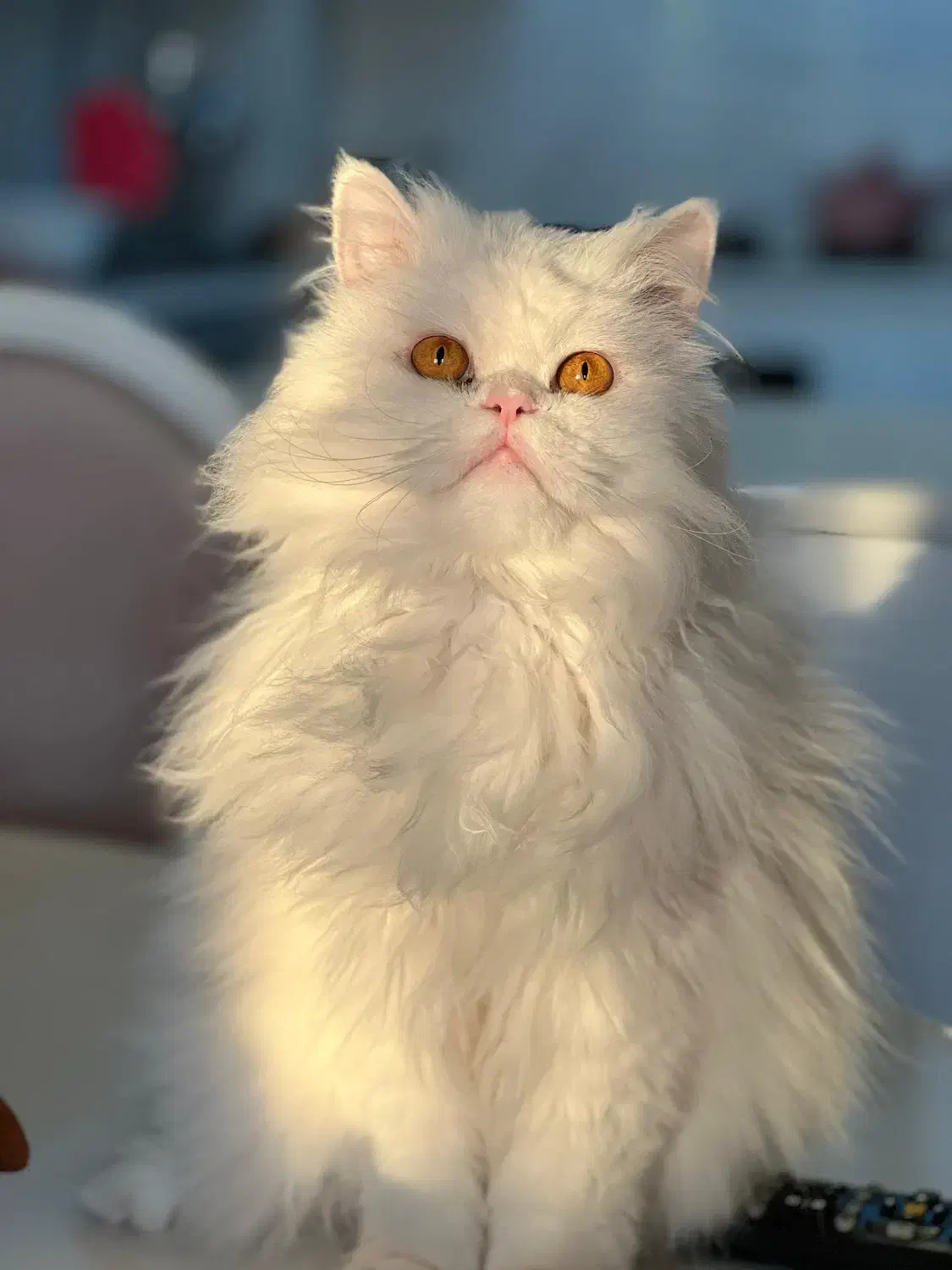 فروش  ۲ عدد گربه خانگی|گربه|تبریز, |دیوار