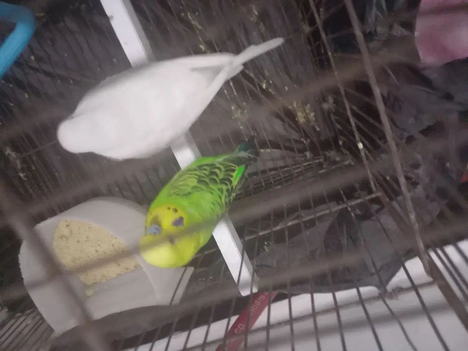 مرغ عشق|پرنده|مشگین شهر, |دیوار